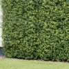 Bloom Buxus Artificial Hedge Screening 4pk -B and M Store 381711 artificial buxus hedge screening 1mx1m 2
