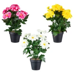 B&M Zinnia Plant Pot - Yellow -B and M Store 392826 zinnia in pot group