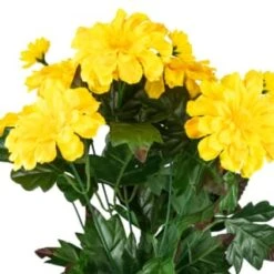 B&M Zinnia Plant Pot - Yellow -B and M Store 392826 zinnia in pot yellow 2