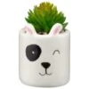 B&M Mini Succulent - Panda -B and M Store 394778 mini panda succulent